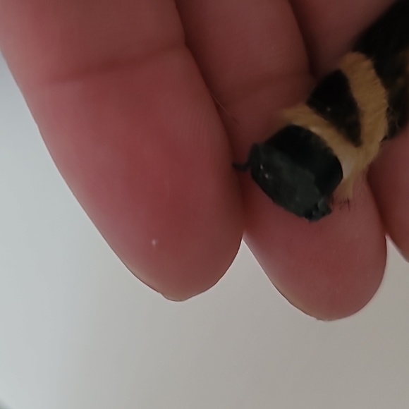 Charlotte Olympia 🐆 Heels - Picture 7 of 7